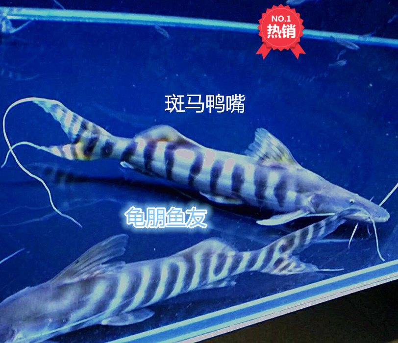 預(yù)購(gòu)贏免單啦龍巔魚化龍定制版T恤驚喜上線 觀賞魚百科 第11張