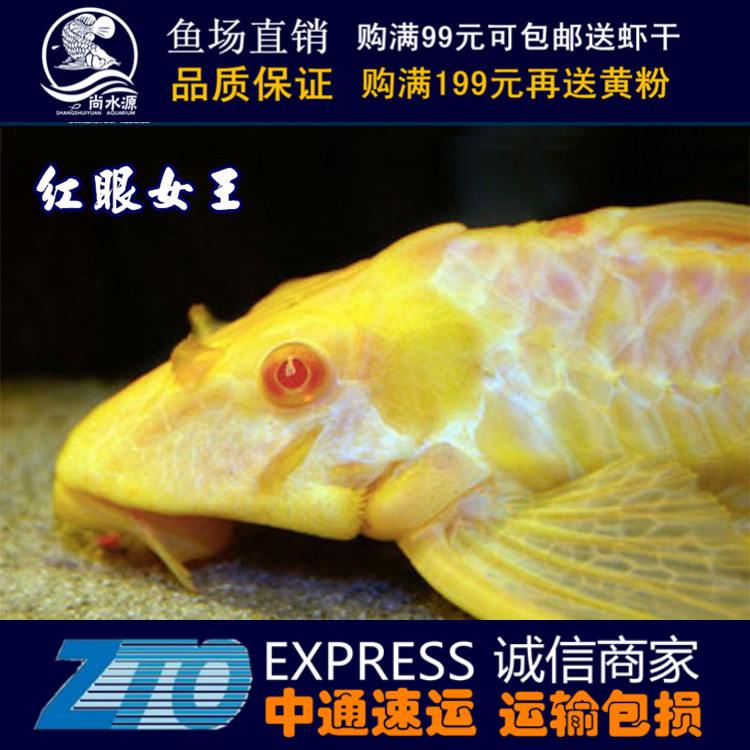 龍魚缸改海水fot缸大膽你就來養(yǎng)魚就 觀賞魚百科 第5張