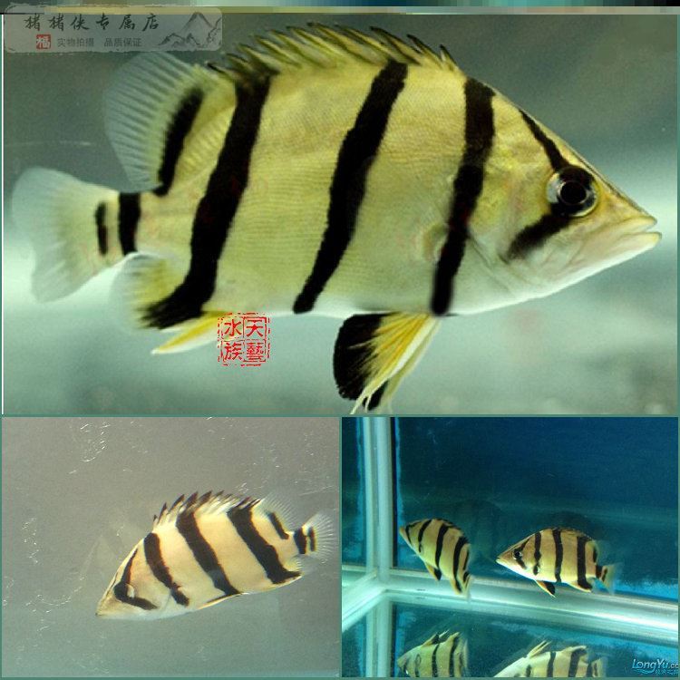 幾張棉照樣可以養(yǎng)好魚 虎魚魚苗 第2張