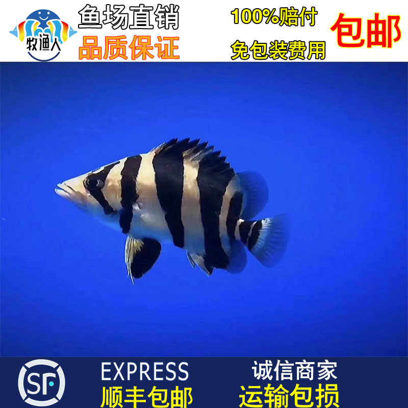 我的昭和咋樣？ 虎魚魚苗 第2張