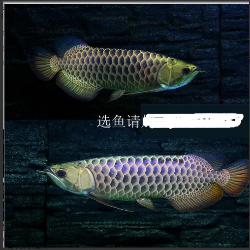 止逆閥止回閥魚缸水族增氧機增氧泵魚缸氧氣泵搭配止水閥單向閥 藍底過背金龍魚 第5張