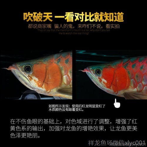 馬印龍魚增艷燈亮彩燈紅龍燈馬印神燈馬印紅龍燈 馬印水族 第4張