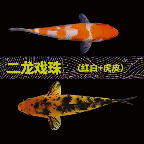 錦鯉活魚純種觀賞魚小型好養(yǎng)冷水淡水魚大正三色魚苗錦鯉活體華狄 虎紋銀版魚 第19張