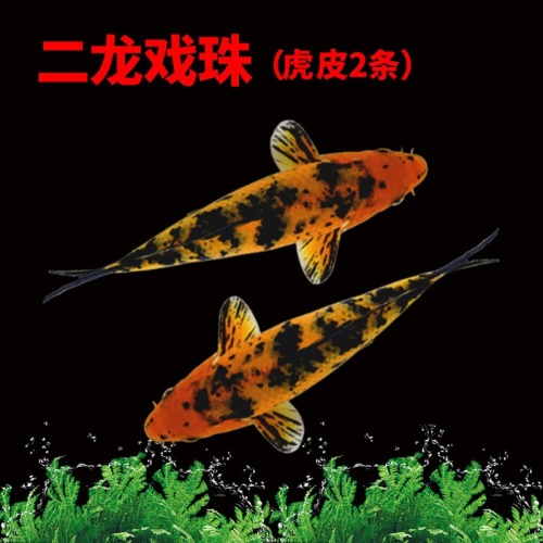 錦鯉活魚純種觀賞魚小型好養(yǎng)冷水淡水魚大正三色魚苗錦鯉活體華狄 虎紋銀版魚 第9張