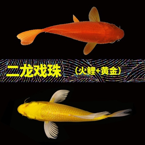 錦鯉活魚純種觀賞魚小型好養(yǎng)冷水淡水魚大正三色魚苗錦鯉活體華狄 虎紋銀版魚 第17張