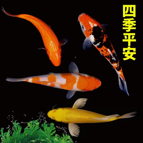 錦鯉活魚純種觀賞魚小型好養(yǎng)冷水淡水魚大正三色魚苗錦鯉活體華狄 虎紋銀版魚 第28張