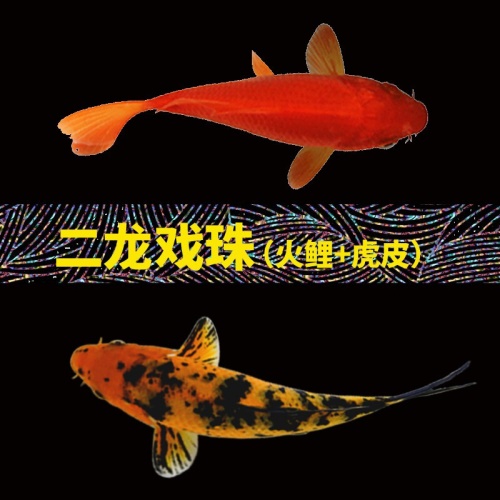 錦鯉活魚純種觀賞魚小型好養(yǎng)冷水淡水魚大正三色魚苗錦鯉活體華狄 虎紋銀版魚 第21張