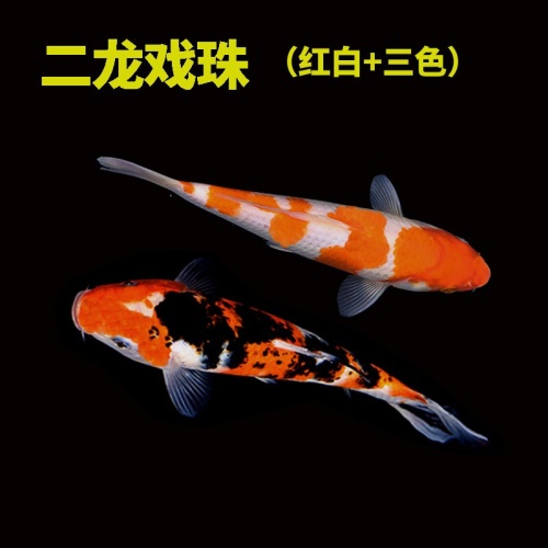 錦鯉活魚純種觀賞魚小型好養(yǎng)冷水淡水魚大正三色魚苗錦鯉活體華狄 虎紋銀版魚 第4張