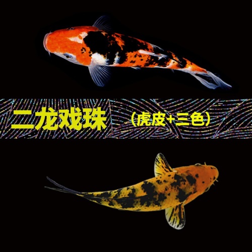 錦鯉活魚純種觀賞魚小型好養(yǎng)冷水淡水魚大正三色魚苗錦鯉活體華狄 虎紋銀版魚 第5張