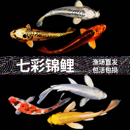 錦鯉活魚純種觀賞魚小型好養(yǎng)冷水淡水魚大正三色魚苗錦鯉活體華狄 虎紋銀版魚 第2張