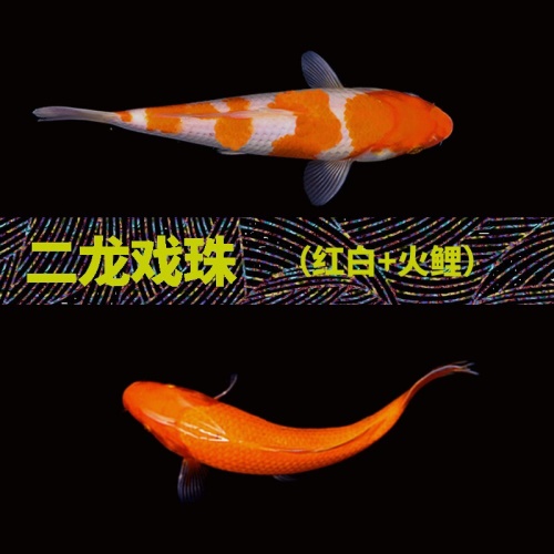 錦鯉活魚純種觀賞魚小型好養(yǎng)冷水淡水魚大正三色魚苗錦鯉活體華狄 虎紋銀版魚 第23張