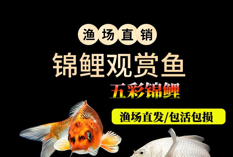 錦鯉活魚純種觀賞魚小型好養(yǎng)冷水淡水魚大正三色魚苗錦鯉活體華狄 虎紋銀版魚 第101張