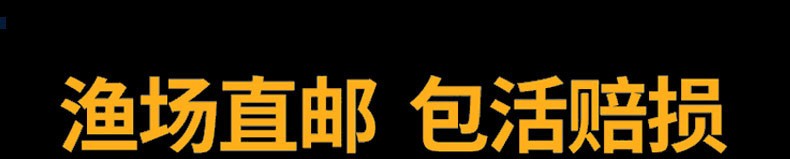 錦鯉活魚純種觀賞魚小型好養(yǎng)冷水淡水魚大正三色魚苗錦鯉活體華狄 虎紋銀版魚 第103張