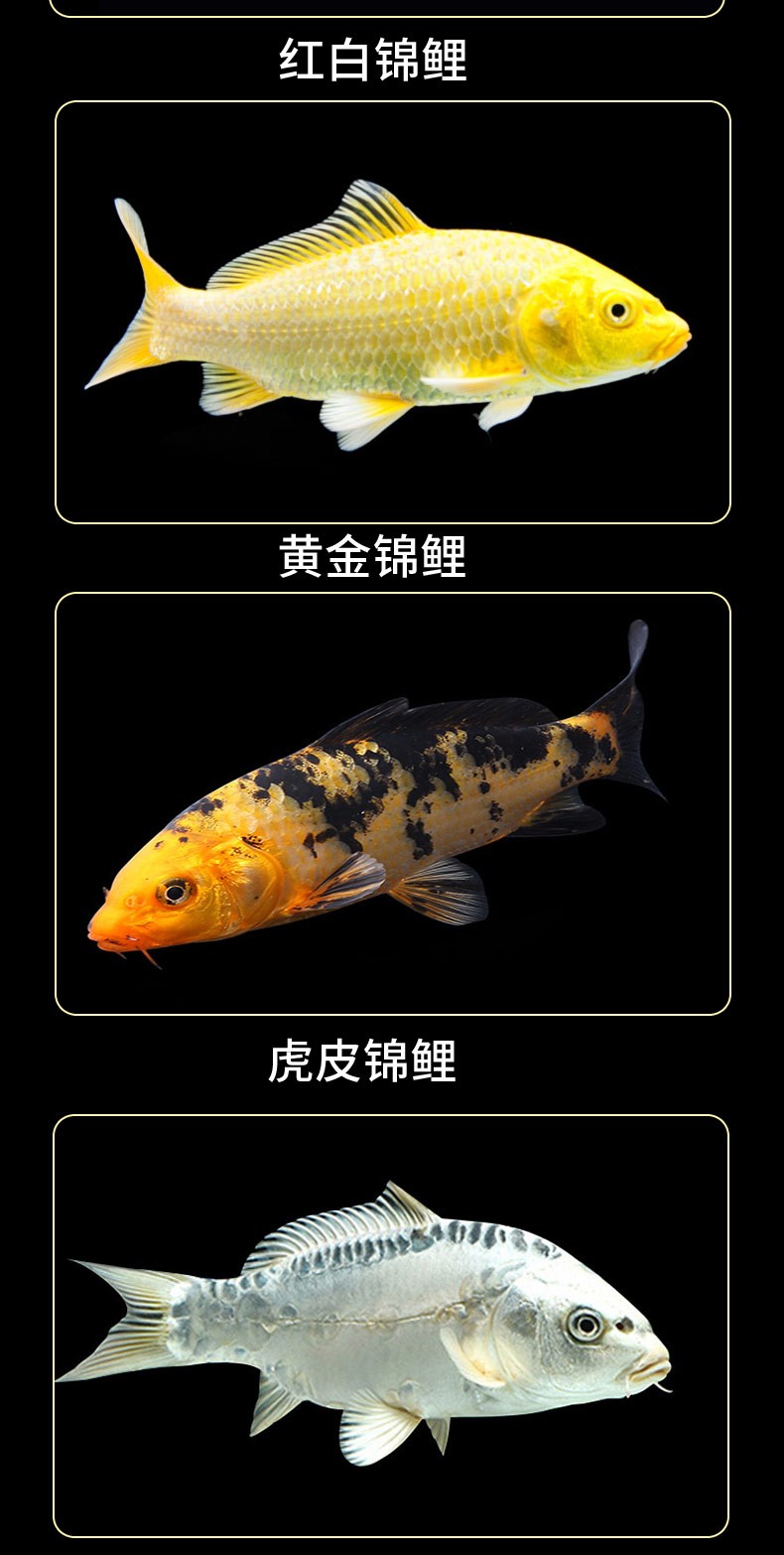 錦鯉活魚純種觀賞魚小型好養(yǎng)冷水淡水魚大正三色魚苗錦鯉活體華狄 虎紋銀版魚 第106張