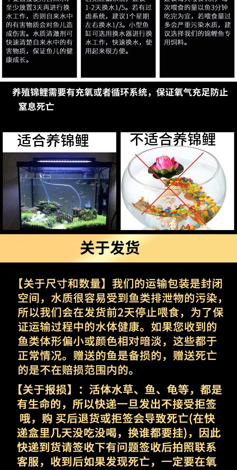 錦鯉活魚純種觀賞魚小型好養(yǎng)冷水淡水魚大正三色魚苗錦鯉活體華狄 虎紋銀版魚 第108張