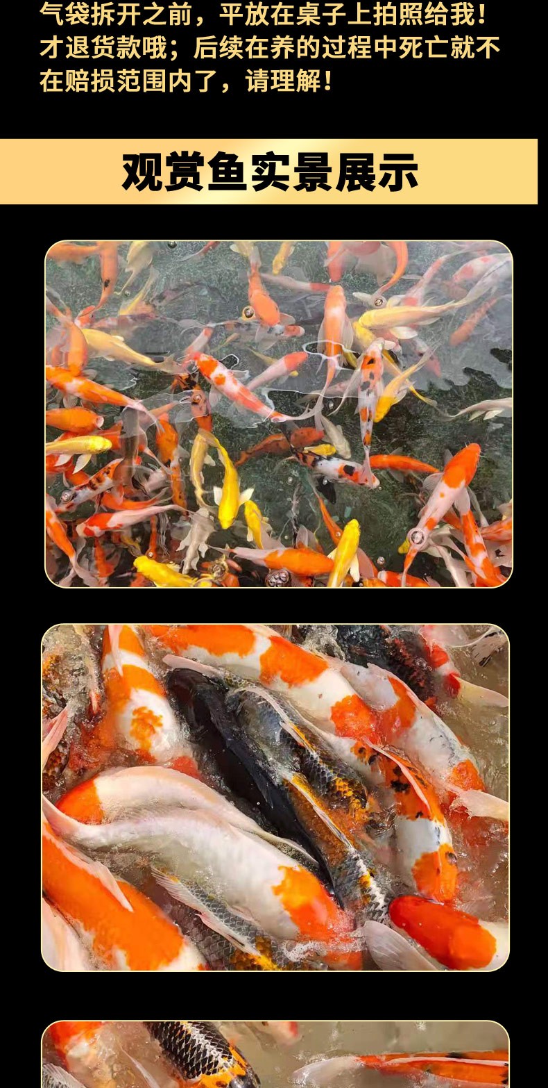 錦鯉活魚純種觀賞魚小型好養(yǎng)冷水淡水魚大正三色魚苗錦鯉活體華狄 虎紋銀版魚 第109張