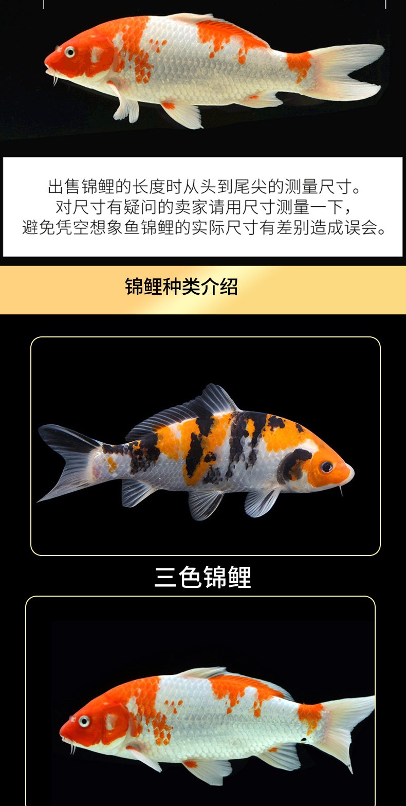 錦鯉活魚純種觀賞魚小型好養(yǎng)冷水淡水魚大正三色魚苗錦鯉活體華狄 虎紋銀版魚 第105張