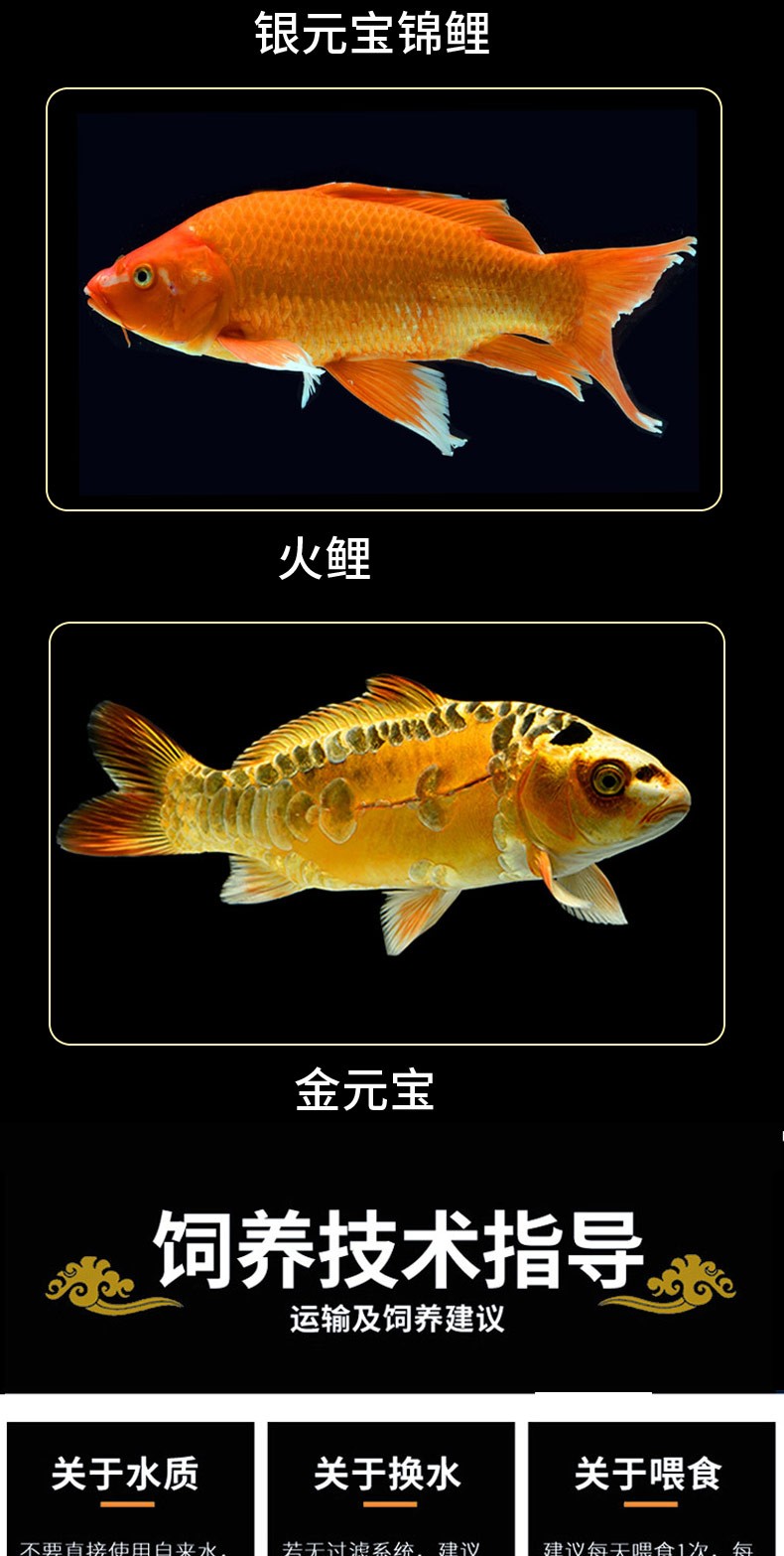 錦鯉活魚純種觀賞魚小型好養(yǎng)冷水淡水魚大正三色魚苗錦鯉活體華狄 虎紋銀版魚 第107張