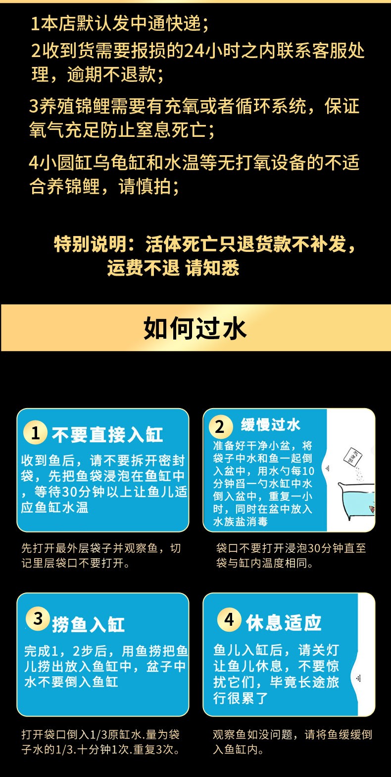 錦鯉活魚純種觀賞魚小型好養(yǎng)冷水淡水魚大正三色魚苗錦鯉活體華狄 虎紋銀版魚 第112張