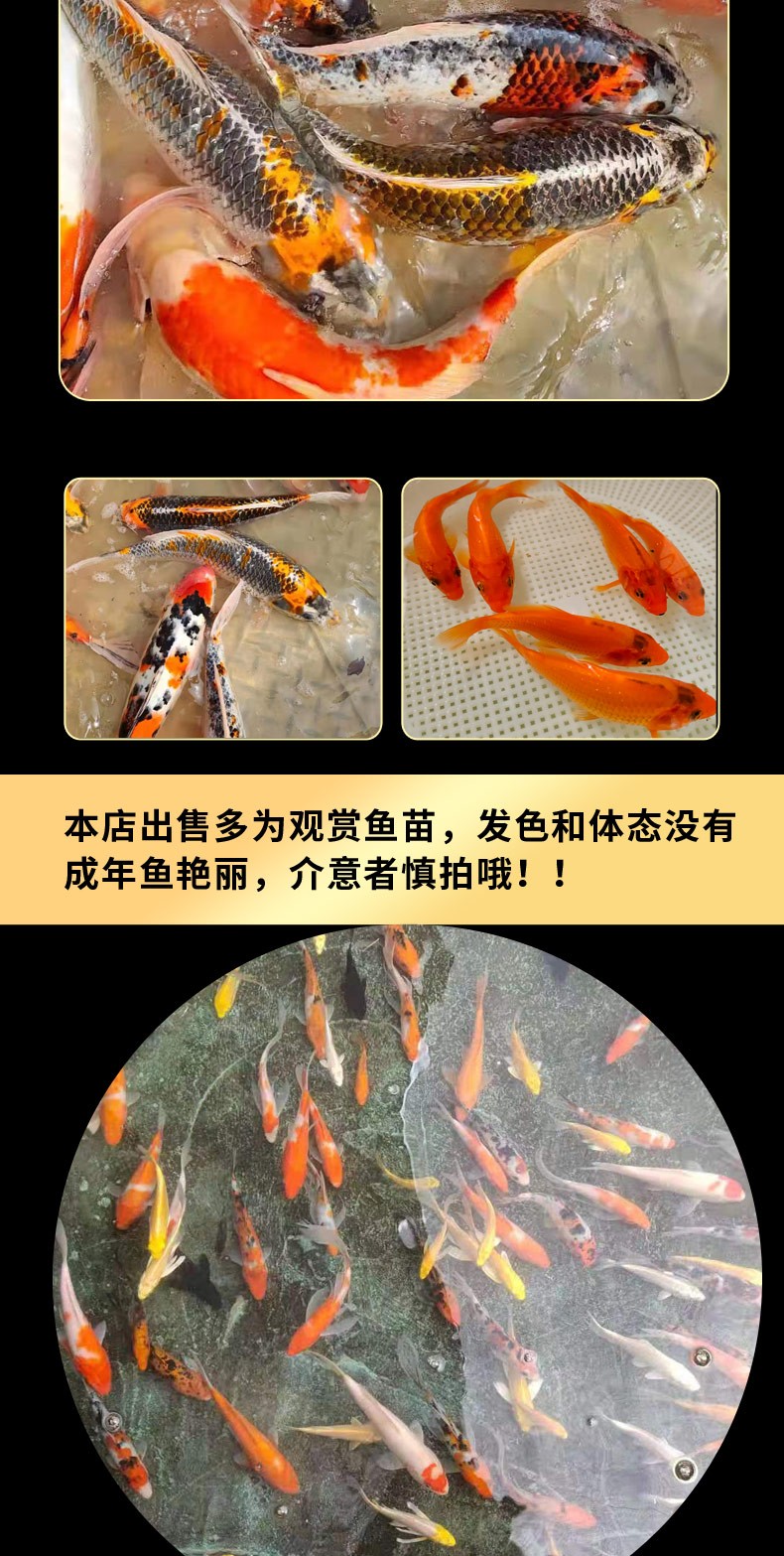 錦鯉活魚純種觀賞魚小型好養(yǎng)冷水淡水魚大正三色魚苗錦鯉活體華狄 虎紋銀版魚 第110張