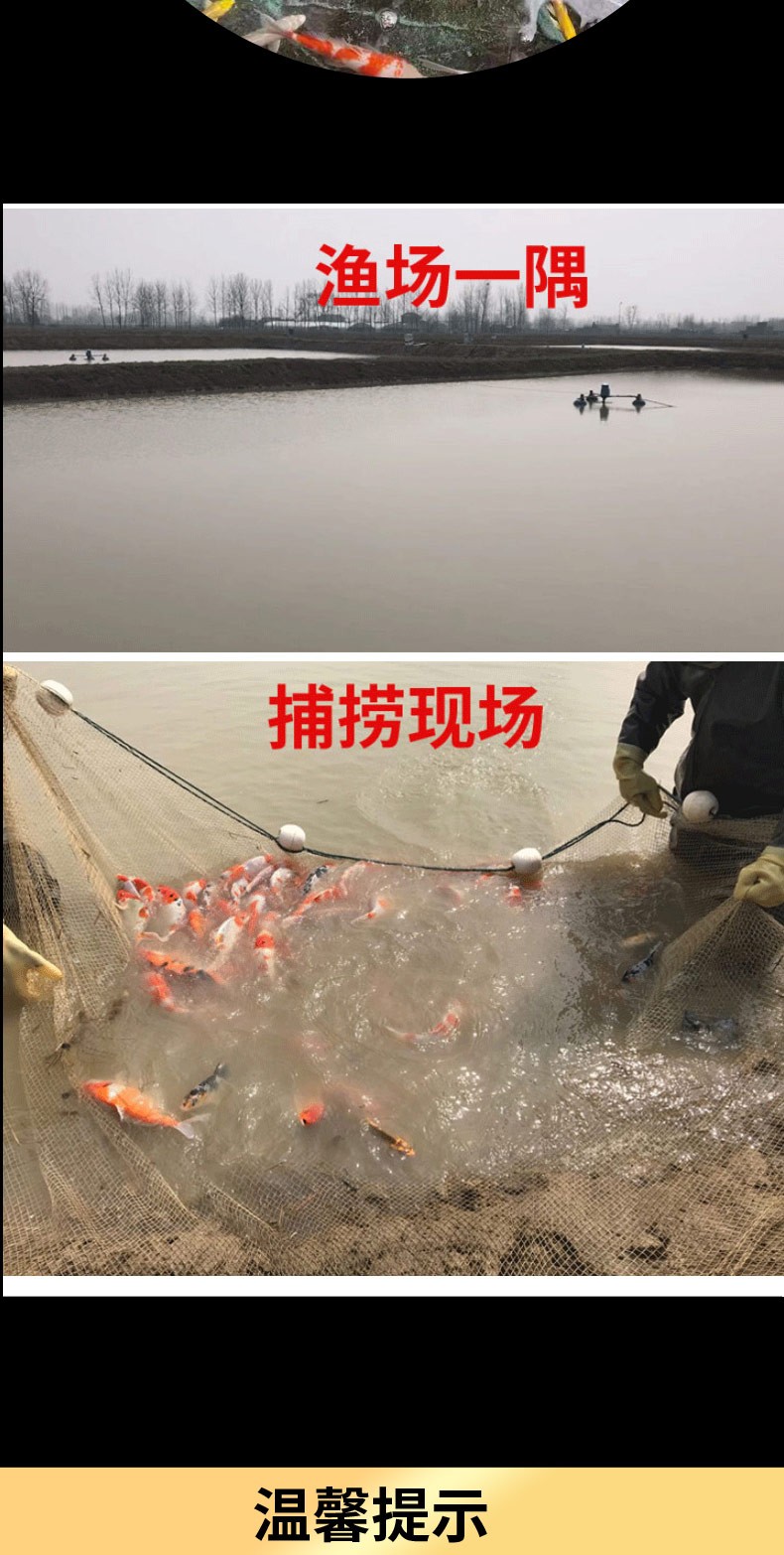 錦鯉活魚純種觀賞魚小型好養(yǎng)冷水淡水魚大正三色魚苗錦鯉活體華狄 虎紋銀版魚 第111張