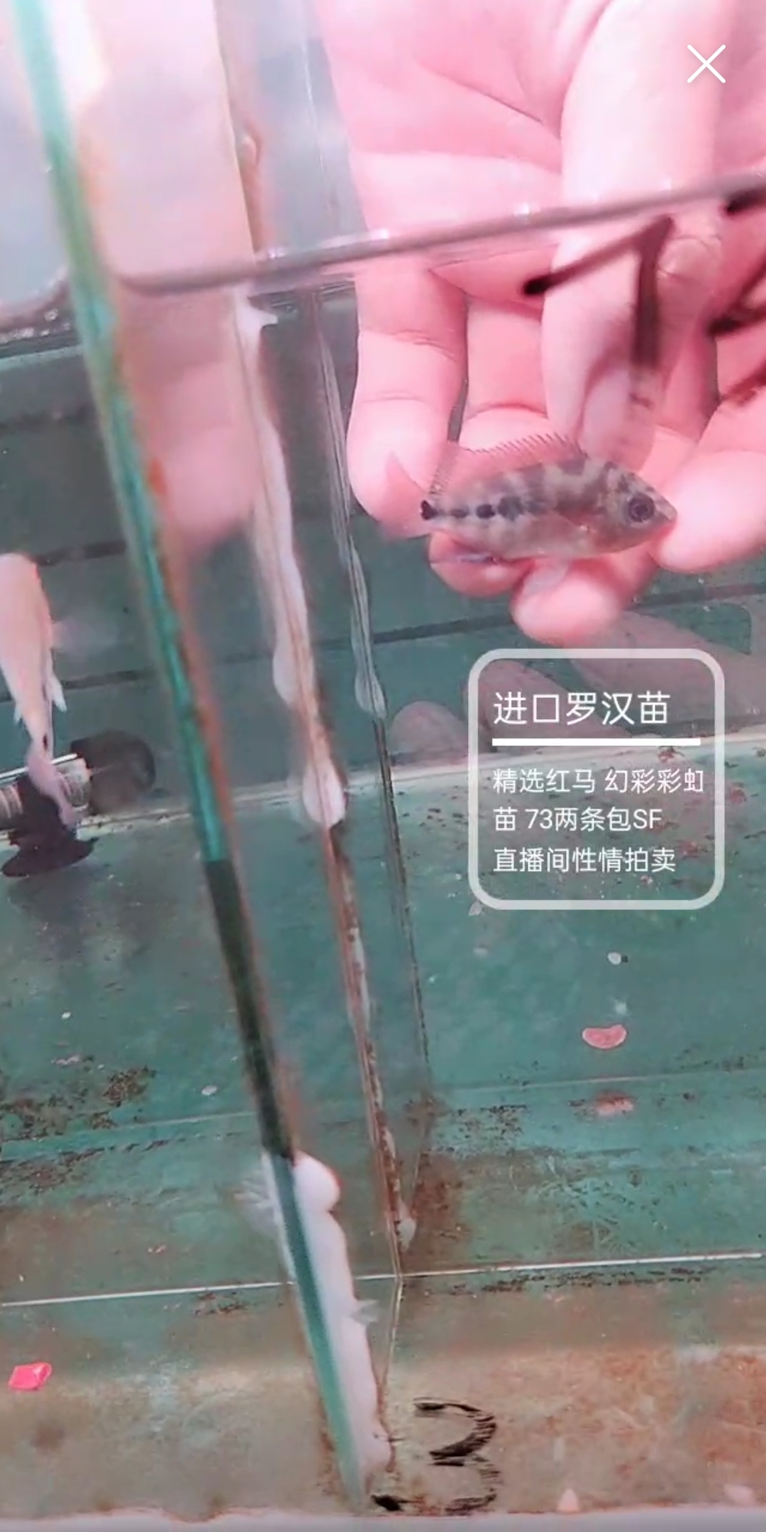 這紅馬苗咋樣坐等大神評論先謝過 粗線銀版魚 第3張