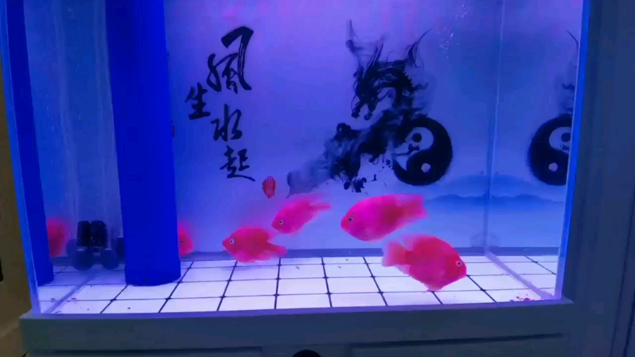 鸚鵡魚變紅