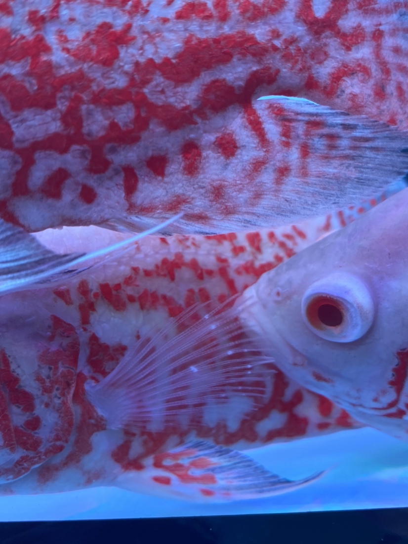 魚鰭上起東西啦有沒有大神幫幫我 狗頭魚 第1張