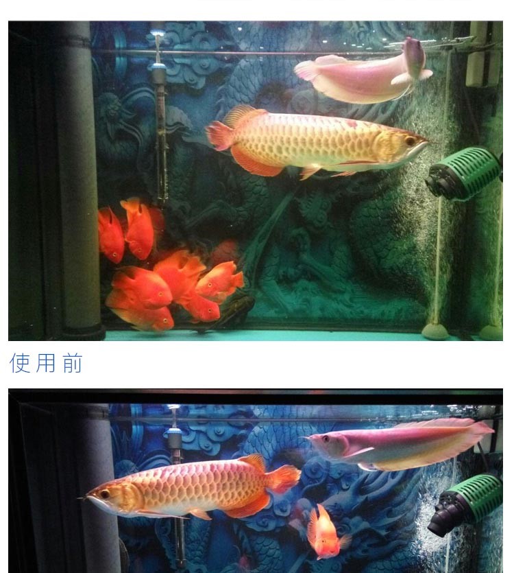 魔幻磁力寶濾材魚缸硝化細(xì)菌屋過濾材料上濾底濾側(cè)濾魚缸過濾材料 硝化細(xì)菌 第23張