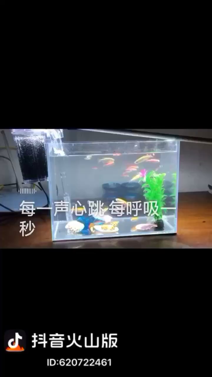 班馬魚