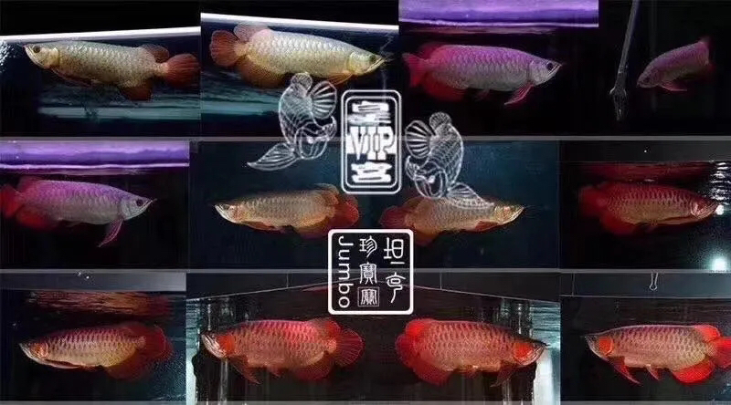 八一建軍節(jié)特惠龍魚(yú)的購(gòu)物狂歡 泰國(guó)雪鯽魚(yú) 第6張