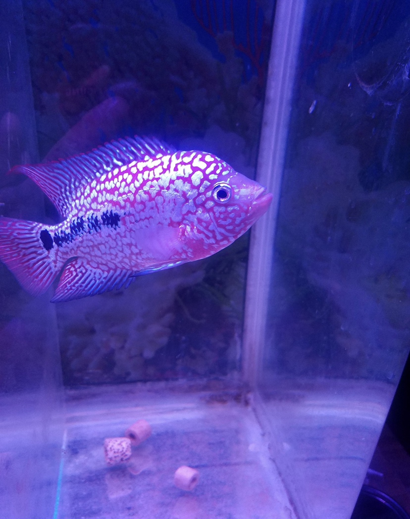 麻煩幫忙看看這條魚怎么樣？值不值得入手？ 水族用品 第2張