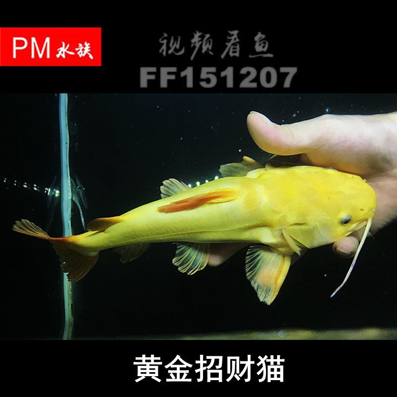 孔雀魚的背部有到白色的劃痕 黃金招財貓魚 第3張