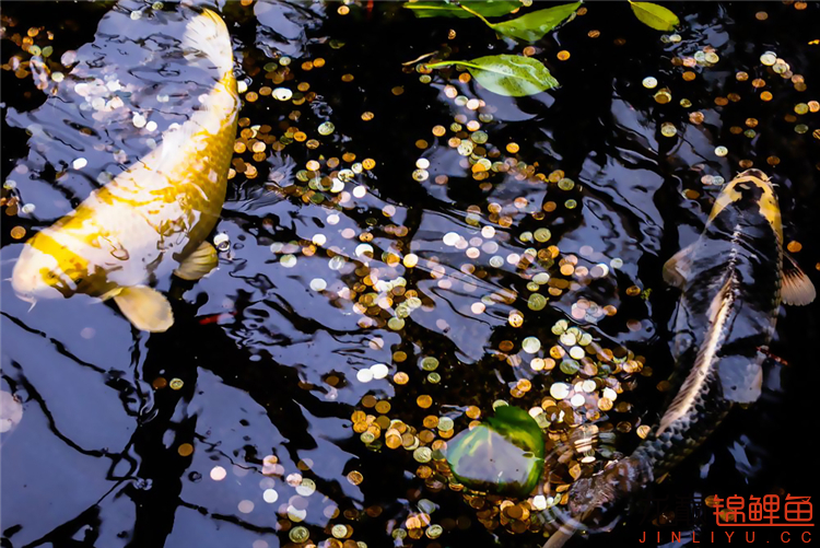 如何在魚池中養(yǎng)好錦鯉 鸚鵡魚 第3張