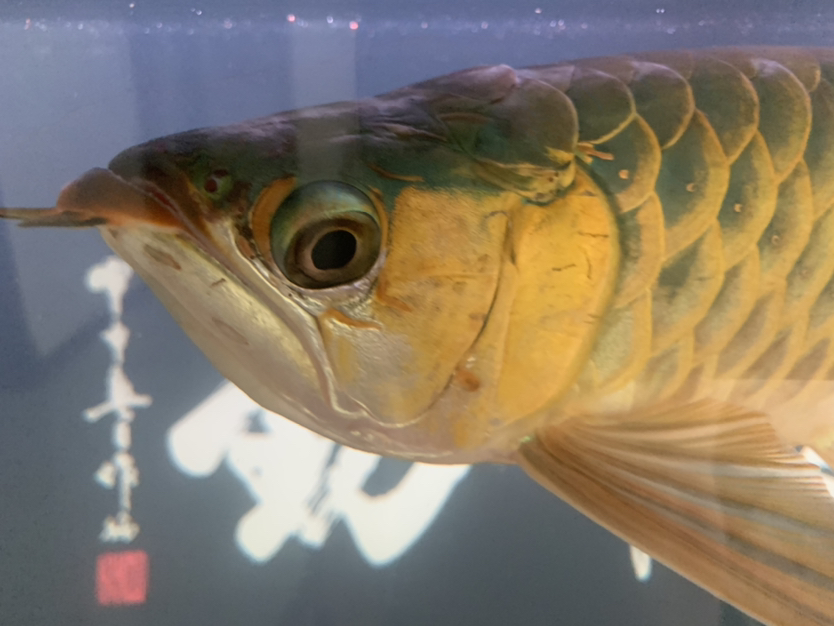 水霉嗎？ 赤荔鳳冠魚 第6張