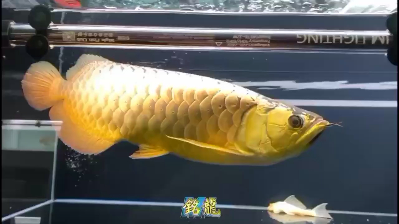 滿金滿片六排全滿 龍鳳鯉魚 第2張