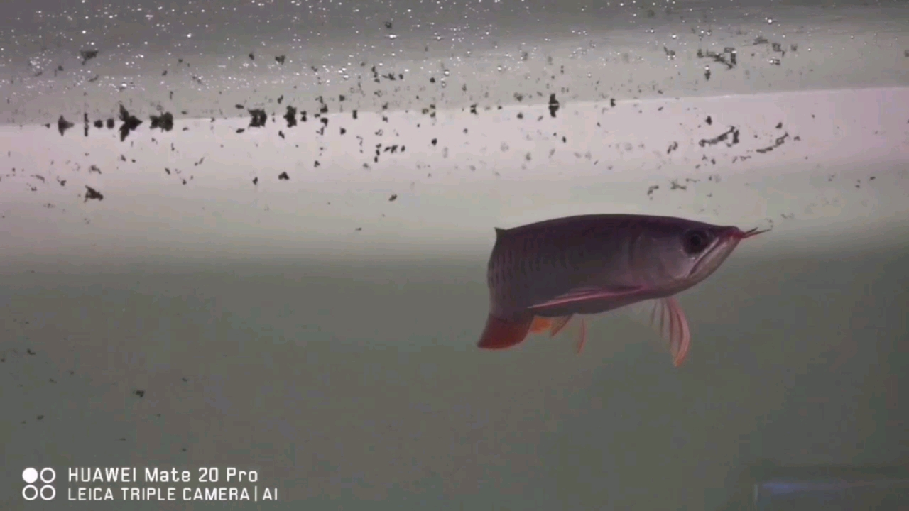 新近巴雷特 黃鰭鯧魚 第1張