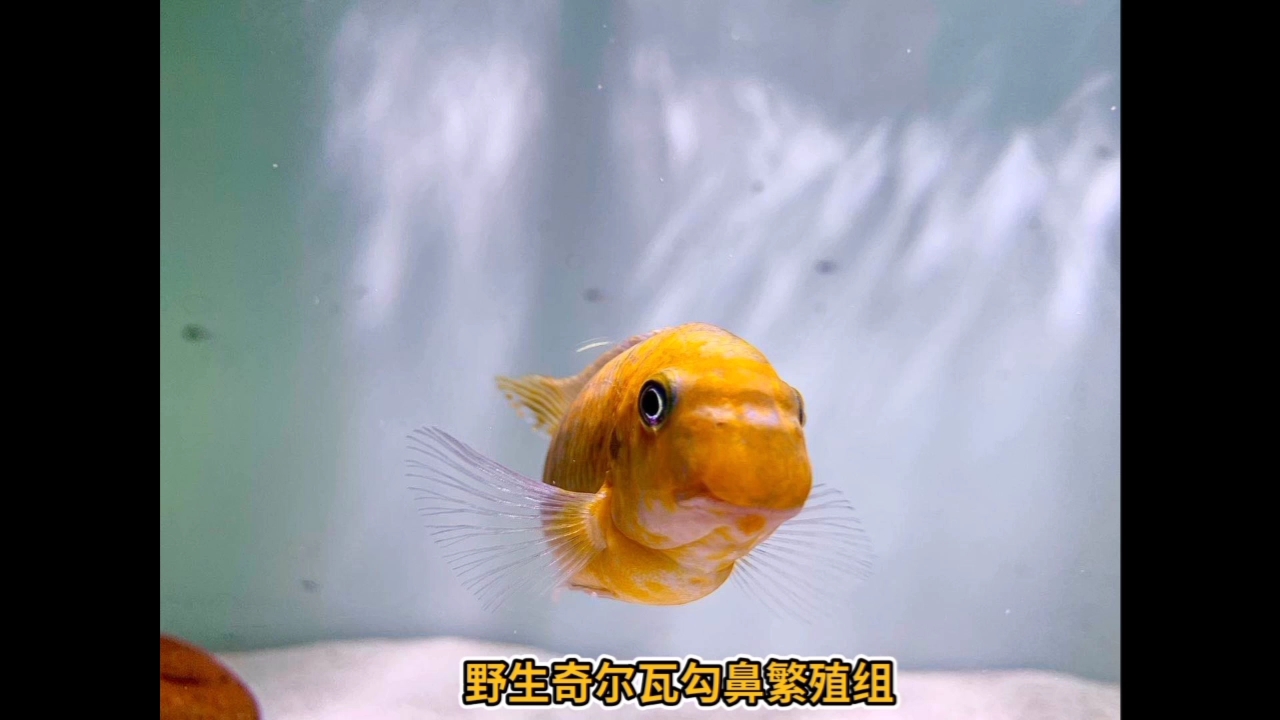 野生全黃奇爾瓦勾鼻 黑桃A魚 第1張