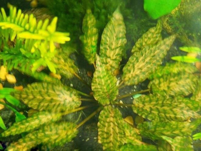 水草小百科—虎斑椒草 水草 第1張