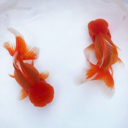 冷水觀賞魚獅子頭金魚活體好養(yǎng)耐活淡水大中小型魚苗寵物魚珍珠碟尾鎏金蘭壽金魚活體魚苗 其它水族用具設(shè)備 第9張