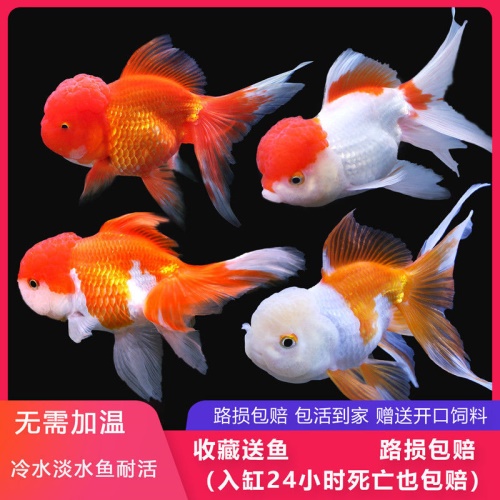 冷水觀賞魚獅子頭金魚活體好養(yǎng)耐活淡水大中小型魚苗寵物魚珍珠碟尾鎏金蘭壽金魚活體魚苗 其它水族用具設(shè)備 第2張