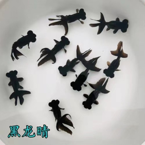 冷水觀賞魚獅子頭金魚活體好養(yǎng)耐活淡水大中小型魚苗寵物魚珍珠碟尾鎏金蘭壽金魚活體魚苗 其它水族用具設(shè)備 第13張