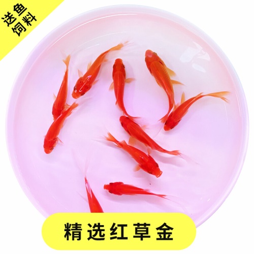 冷水觀賞魚獅子頭金魚活體好養(yǎng)耐活淡水大中小型魚苗寵物魚珍珠碟尾鎏金蘭壽金魚活體魚苗 其它水族用具設(shè)備 第20張