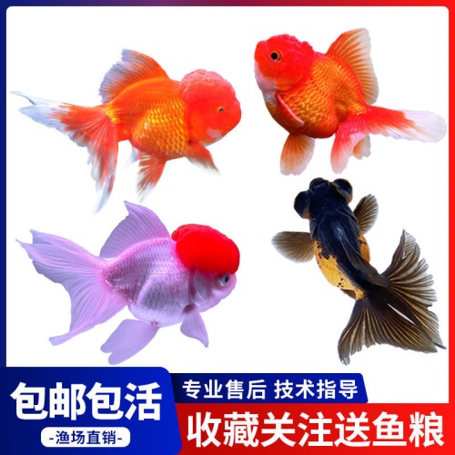 冷水觀賞魚獅子頭金魚活體好養(yǎng)耐活淡水大中小型魚苗寵物魚珍珠碟尾鎏金蘭壽金魚活體魚苗 其它水族用具設(shè)備 第6張