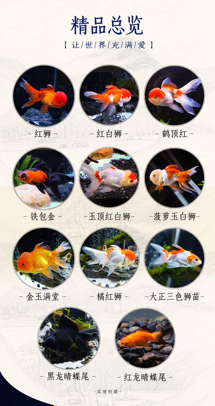 冷水觀賞魚獅子頭金魚活體好養(yǎng)耐活淡水大中小型魚苗寵物魚珍珠碟尾鎏金蘭壽金魚活體魚苗 其它水族用具設(shè)備 第103張