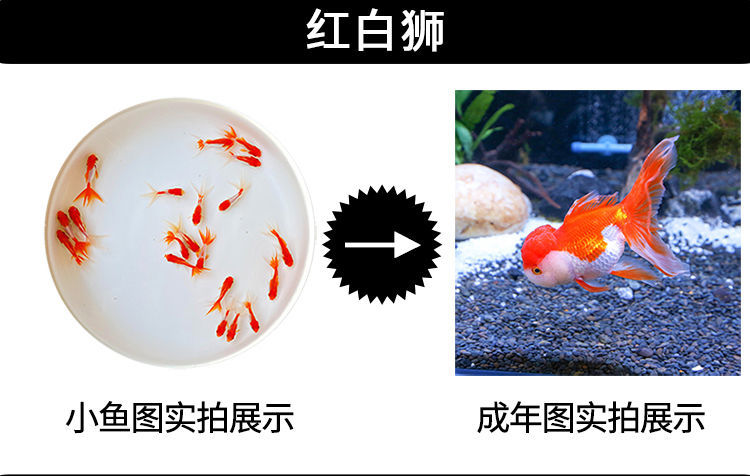 冷水觀賞魚獅子頭金魚活體好養(yǎng)耐活淡水大中小型魚苗寵物魚珍珠碟尾鎏金蘭壽金魚活體魚苗 其它水族用具設(shè)備 第108張