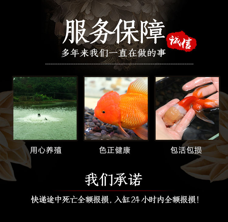 冷水觀賞魚獅子頭金魚活體好養(yǎng)耐活淡水大中小型魚苗寵物魚珍珠碟尾鎏金蘭壽金魚活體魚苗 其它水族用具設(shè)備 第102張