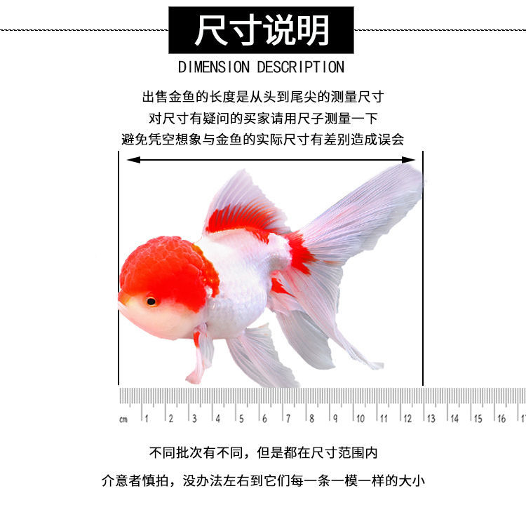 冷水觀賞魚獅子頭金魚活體好養(yǎng)耐活淡水大中小型魚苗寵物魚珍珠碟尾鎏金蘭壽金魚活體魚苗 其它水族用具設(shè)備 第115張