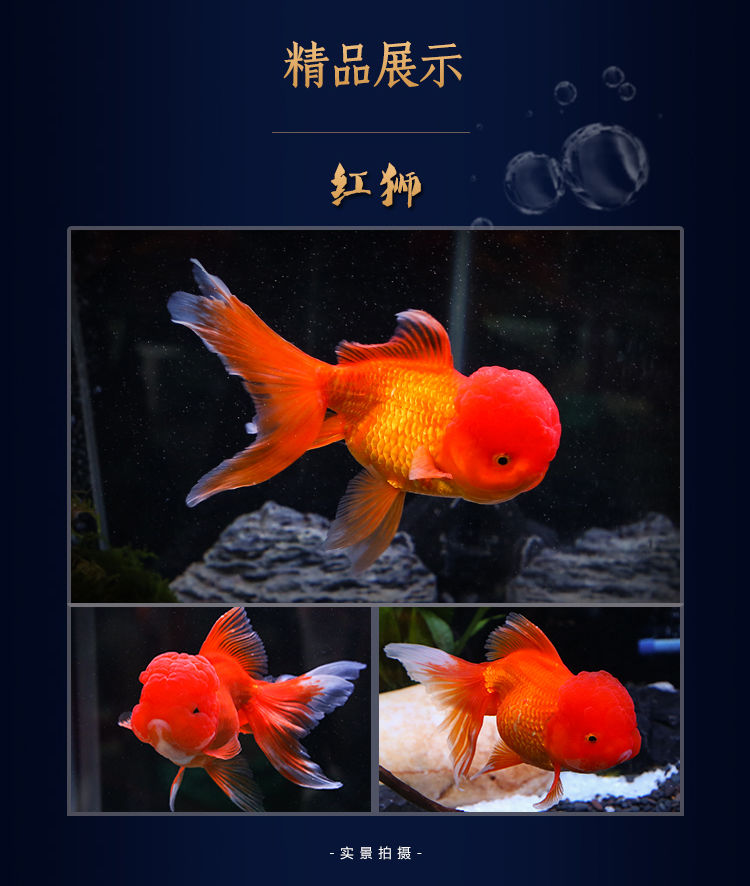 冷水觀賞魚獅子頭金魚活體好養(yǎng)耐活淡水大中小型魚苗寵物魚珍珠碟尾鎏金蘭壽金魚活體魚苗 其它水族用具設(shè)備 第116張