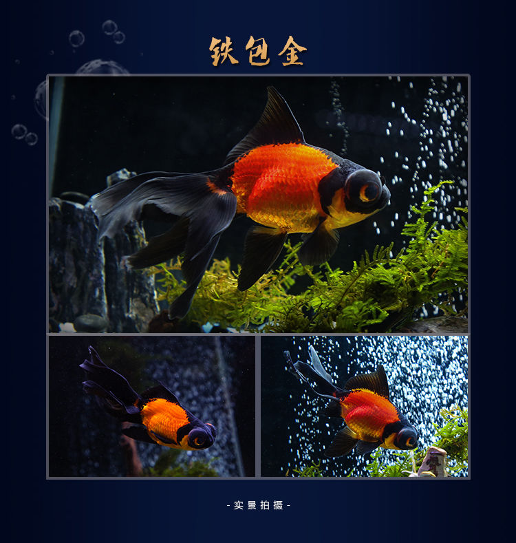 冷水觀賞魚獅子頭金魚活體好養(yǎng)耐活淡水大中小型魚苗寵物魚珍珠碟尾鎏金蘭壽金魚活體魚苗 其它水族用具設(shè)備 第119張